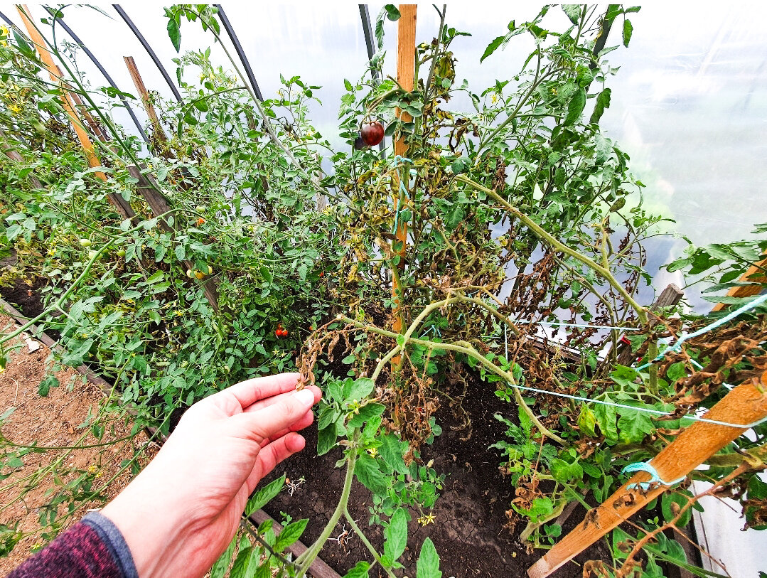 Вот так выглядела теплица поздней осенью, перед уборкой - заросли, но без помидор мы не остались