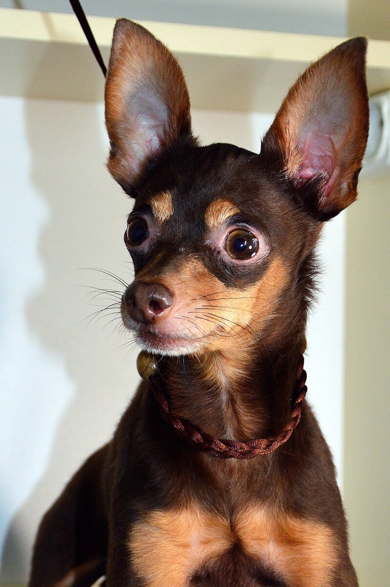 Русский той-терьер 