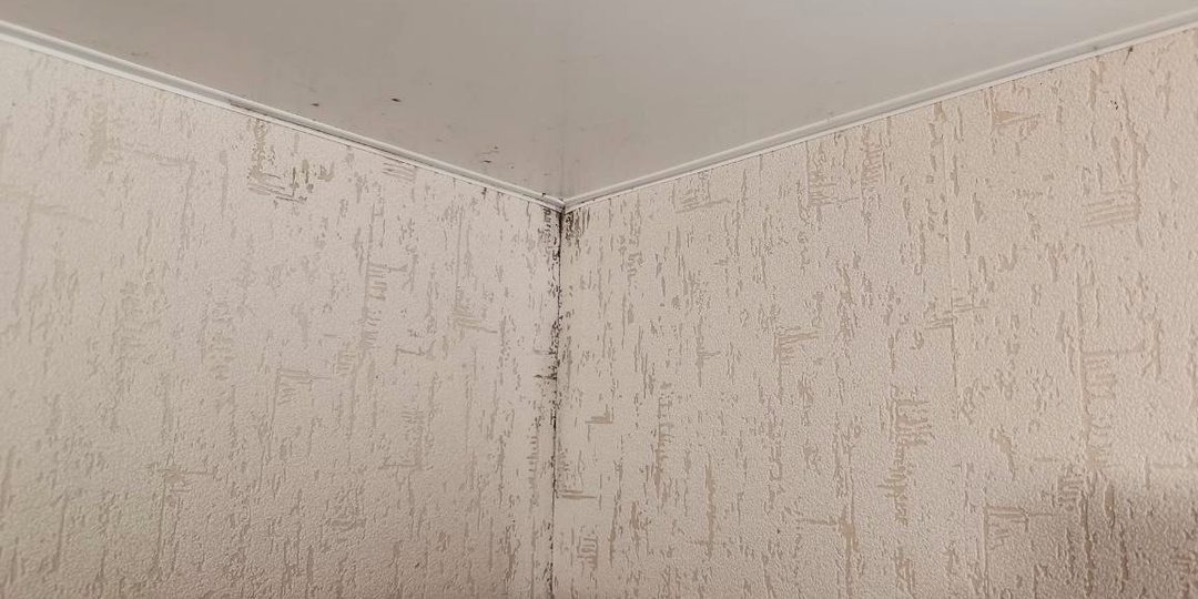 Плесень в квартире: как с ней бороться и что сделать, чтобы она не появлялась снова?