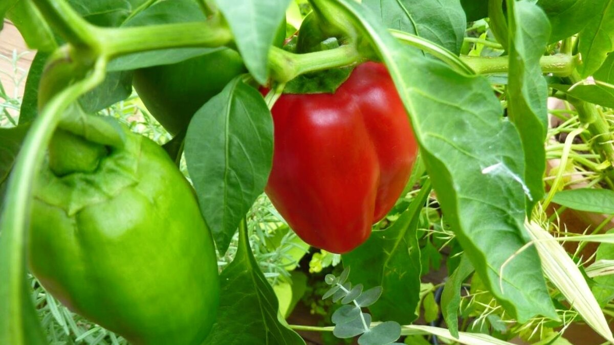 Сочные и сладкие перцы будут радовать урожаем при соблюдении баланса минеральных удобрений 