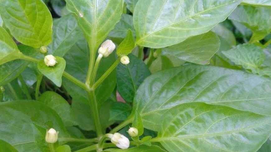 После цветения меняем соотношение минеральных удобрений