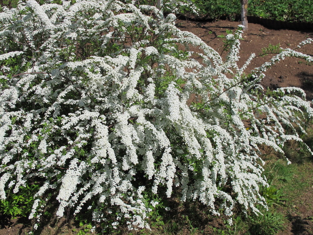    У спиреи пепельной красивые арочные побеги