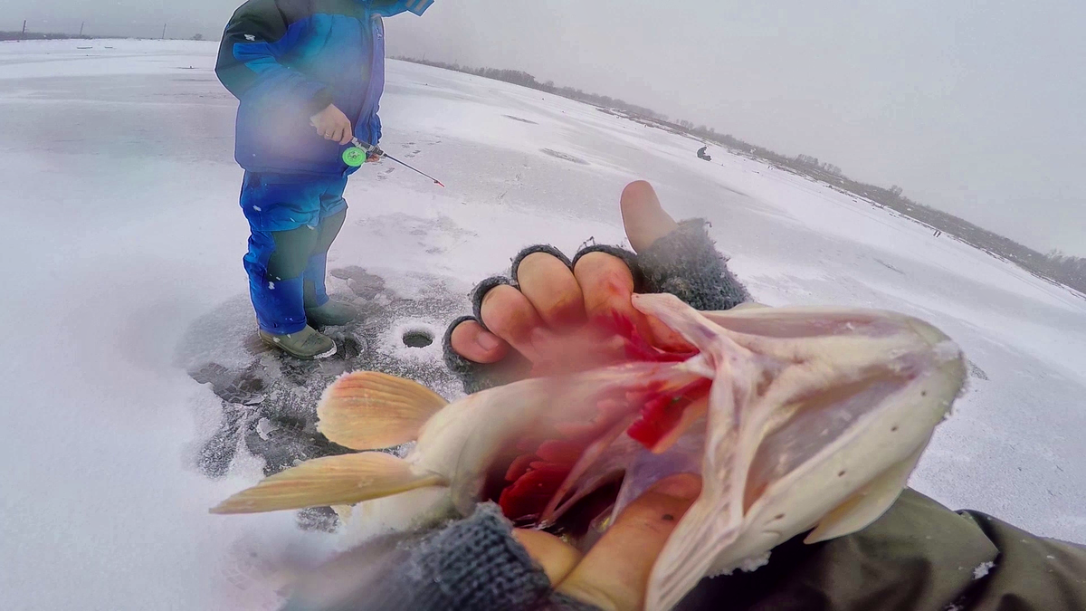 щука без жабры