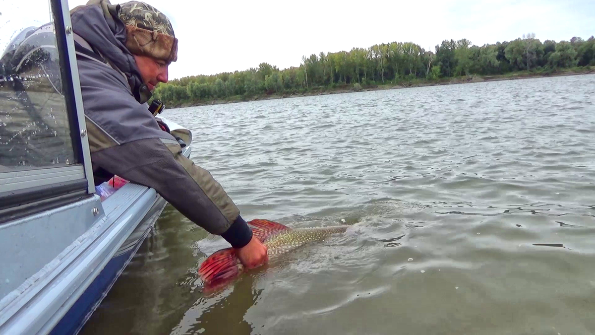 Отпускаю щуку на 10 кг