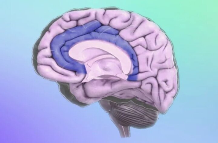 Поясная извилина лимбической системы. Гиппокампов извилины. Гиппокампов извилины. Гипоталамус таламус гиппокамп. Лимбическая система гиппокамп.