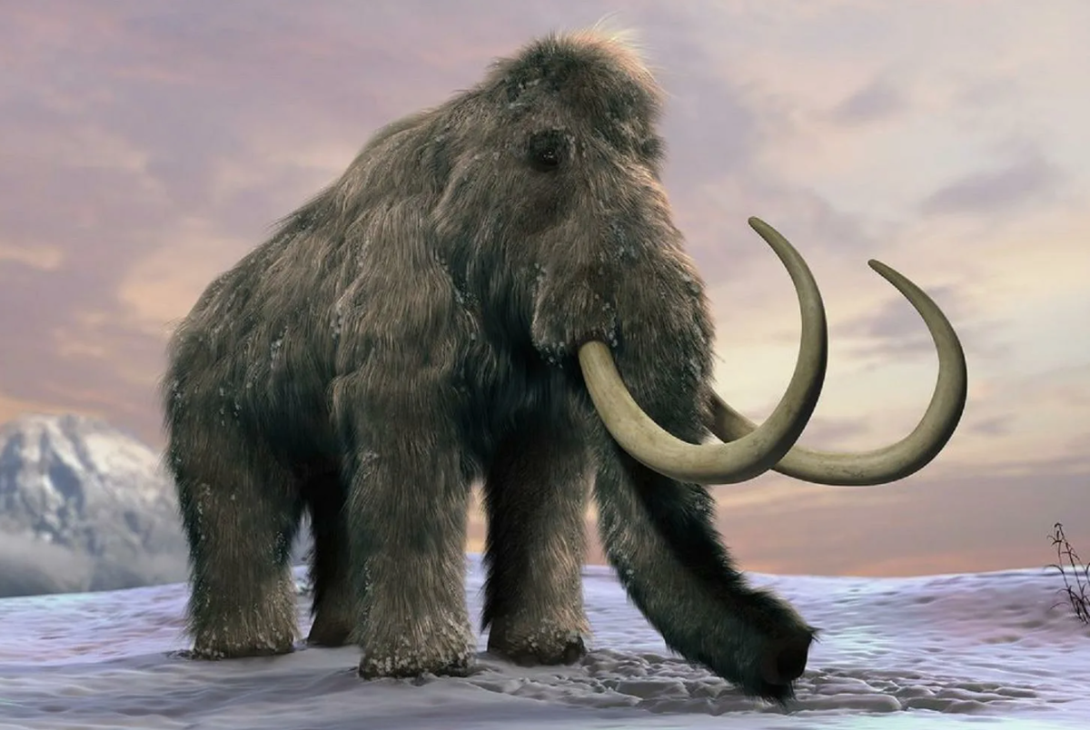 Мамонты, несмотря на свой внушительный размер и облик, могли петь! Ну, или, по крайней мере, издавать звуки, напоминающие музыку. Ученые выяснили, что у мамонтов был хорошо развит гортанный мешок, аналогичный тому, что имеется у современных слонов. Этот орган позволял им издавать низкочастотные инфразвуковые сигналы, которые могли распространяться на большие расстояния. Эти звуки использовались для общения между членами стада, особенно в условиях густого леса или тундры, где визуальный контакт был затруднен.