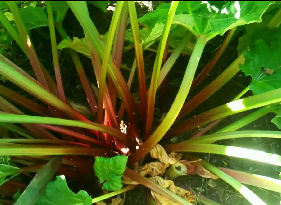 куст ревеня