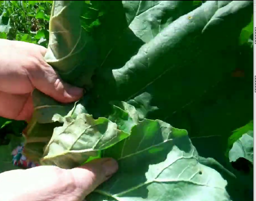 листья ревеня