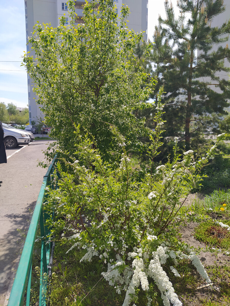 Омск встретил меня цветущими деревьями