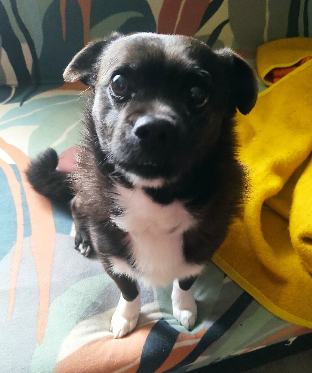 Марселю очень не нравится огромная солëная лужа, именуемая морем. Всë остальное он воспринимает с философским спокойствием