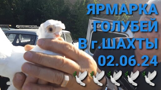 Птичий рынок г.Шахты 02 06.24. Сборная ярмарка голубей. Николаевские голуби.