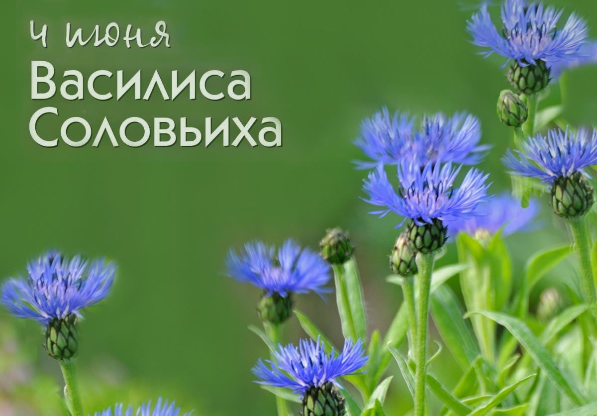 Народные приметы на 4 июня: что можно и чего нельзя делать в Василисков  день | Изелин | Дзен