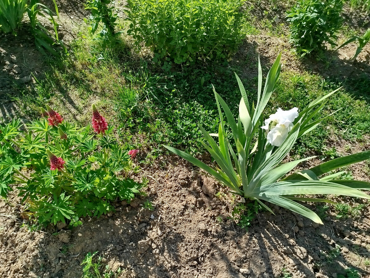 Сорт ириса не знаю. 
