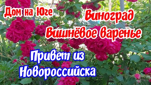 Обработала виноград. Вишнёвое желе. Привет из Новороссийска.