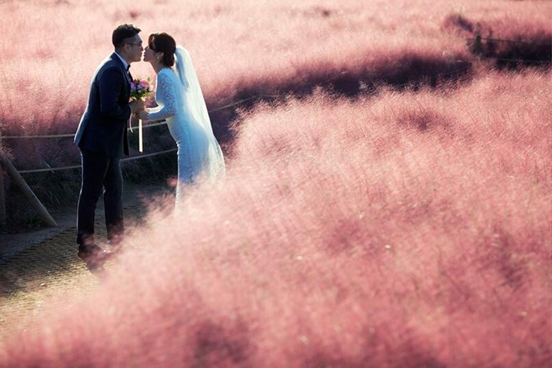 Эта фотография сделана к солнцу вскоре после восхода солнца. Солнце освещает и траву свечением от блика.