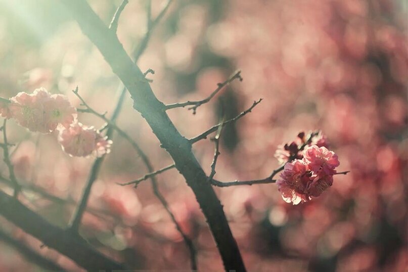 В этом изображении есть свечение, вызванное бликами. Вы можете видеть, как оно попадает в кадр в левом верхнем углу.