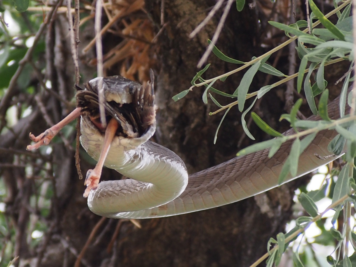 Оппа, крылышки по акции! 