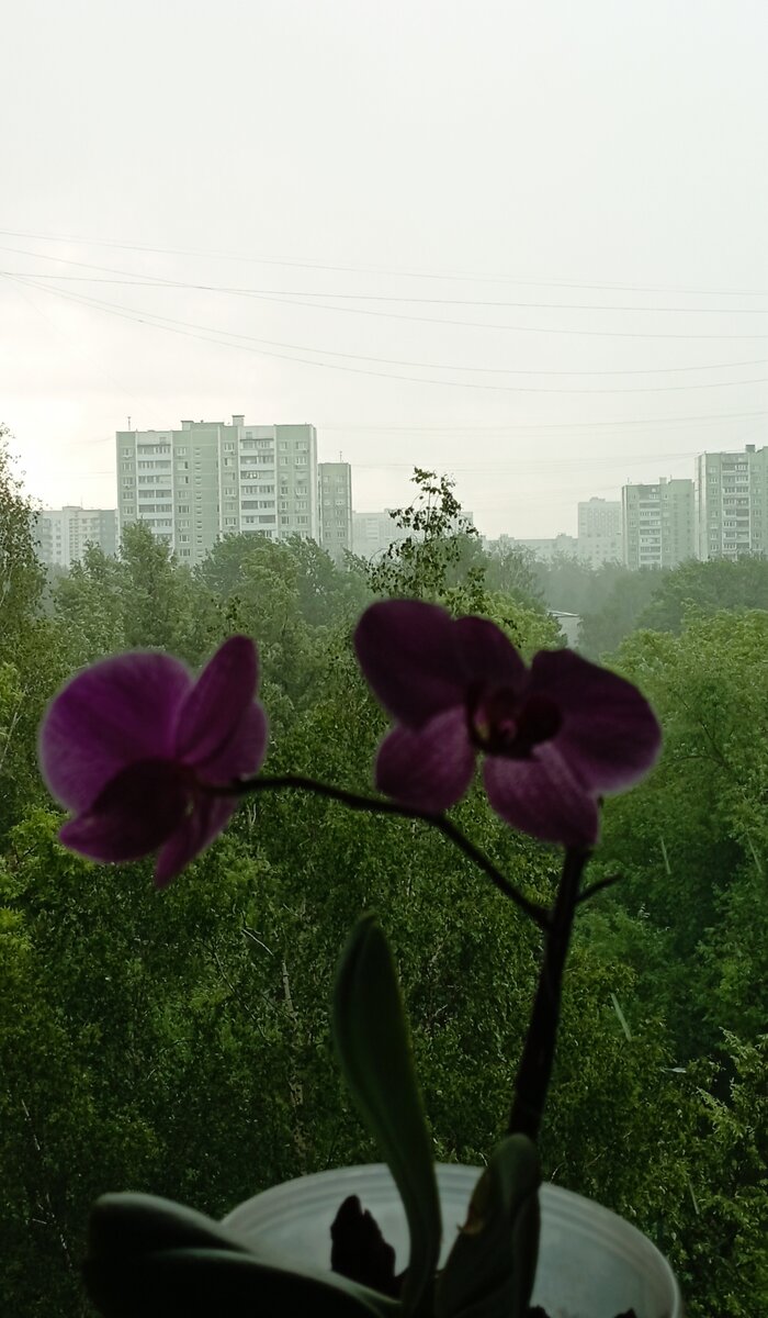 03.06.2024 г. Понедельник. Свет моего окна. Фото автора.