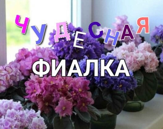 Чудесная фиалка