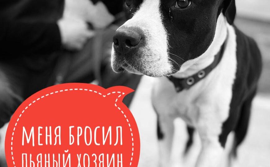 Бросили собаку, истекающую... ПОМОГИТЕ!