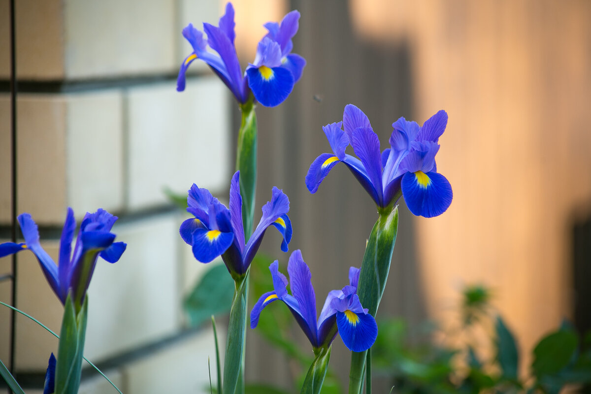 Ирис голландский. Автор фото Елена Якимова / Greenfingers
