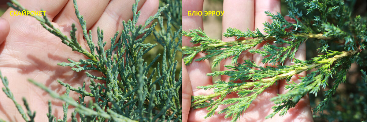 разница можжевельников видна невооруженным глазом