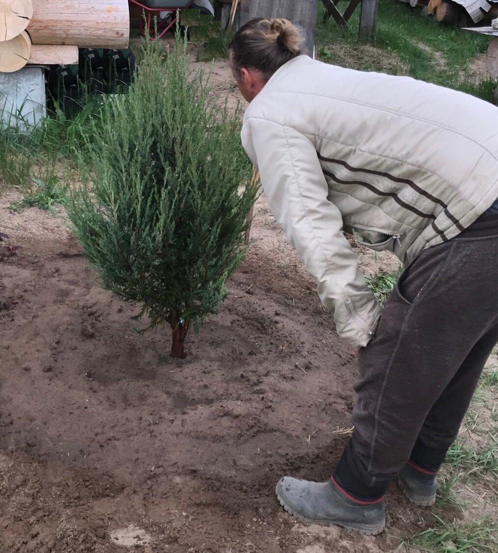 посадка - май 2019 года, высота растения 120 см.(посажен где присутствует вечернее мягкое солнце)