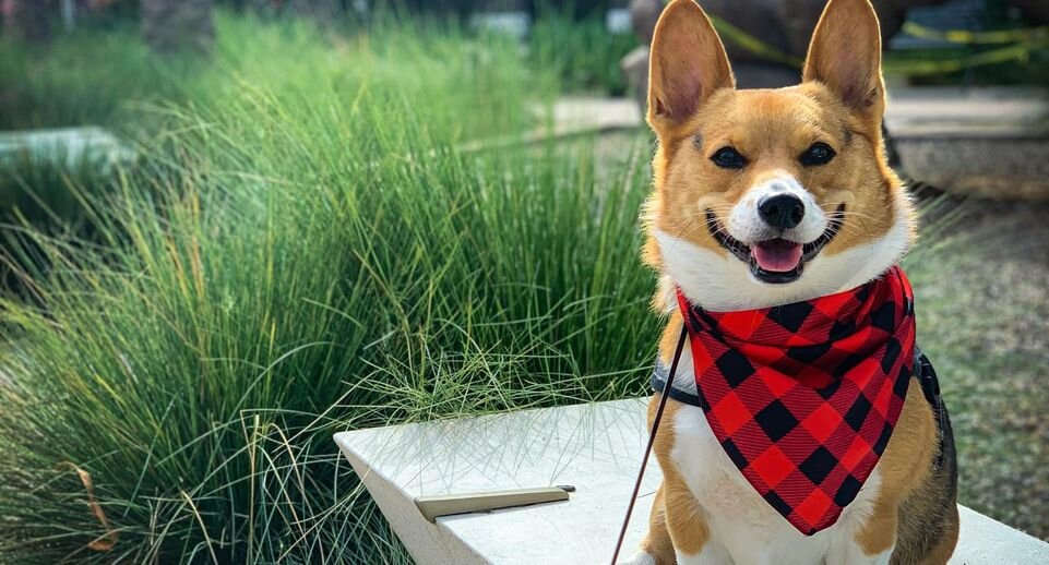    Samantha Jean / Unsplash