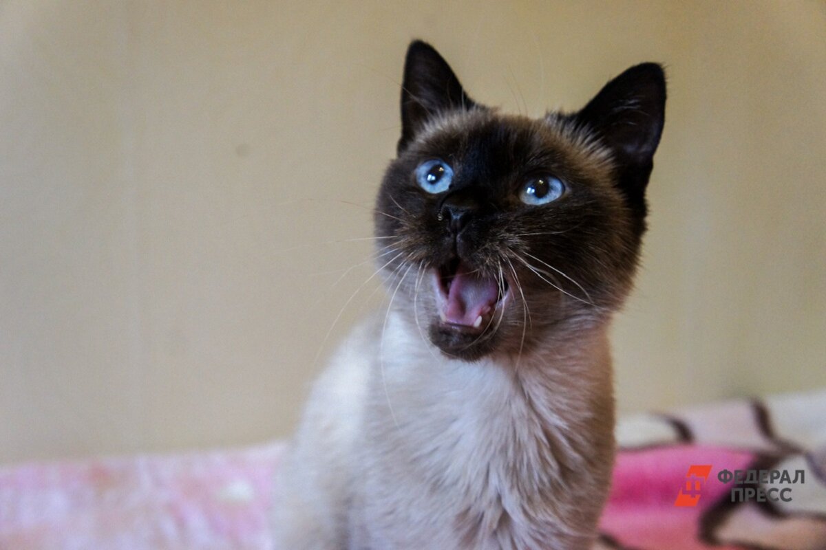 Консервы опасно употреблять и людям, и животным.  Фото: Фото: ФедералПресс / Елена Майорова