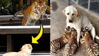 Собака вырастила трех тигрят, спустя годы они встретились!