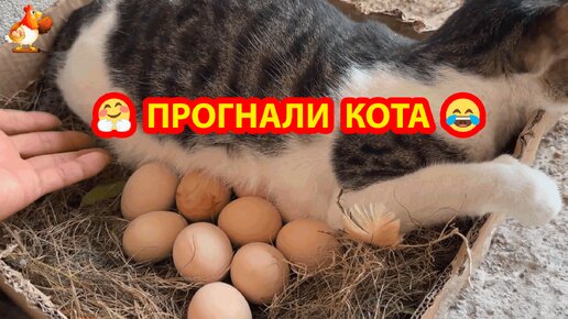 Прогнали Кота из гнезда 🪺 Каждый пусть занимается своим делом ❣️🤗😂 Курица довольна и Петух спокоен 🐓