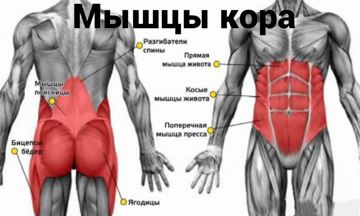 Не стоит путать мышцы кора и так любимые многими спортсменами мышцы пресса. Кор намного шире, чем прямая мышца живота, и прокачивать ее следует совсем иначе.-2
