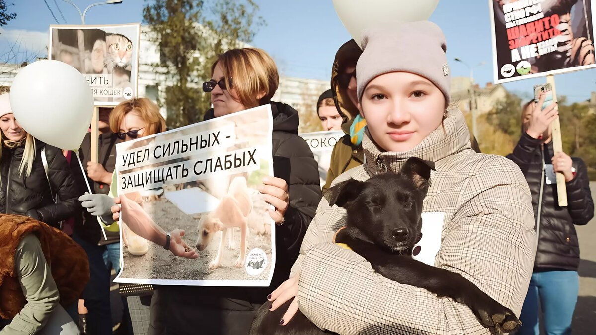 Борьба за собачьи жизни: югорчане поссорились из-за закона об эвтаназии  животных | muksun.fm | Дзен