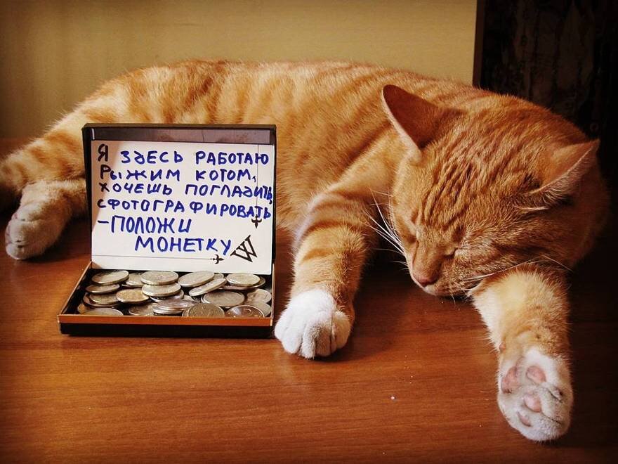 очень самозанятый котик. источник Яндекс-картинки.
