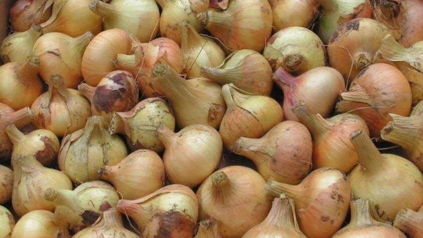 Урожаем лука довольны