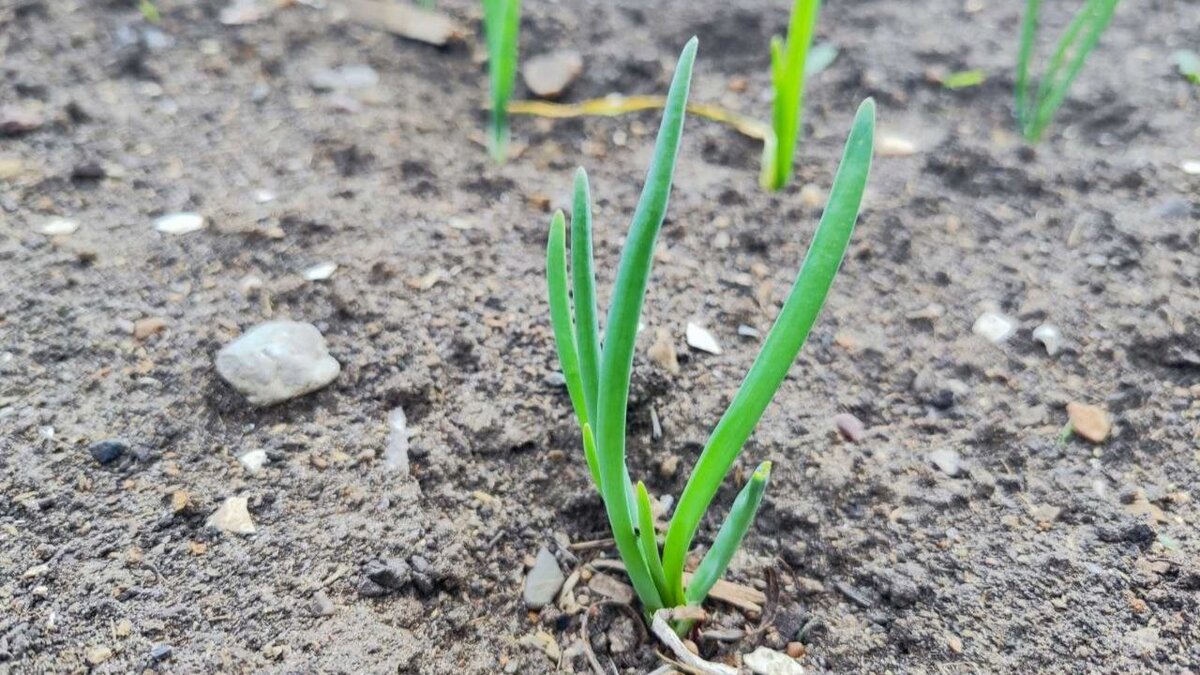 Азот только на начальном этапе роста лука