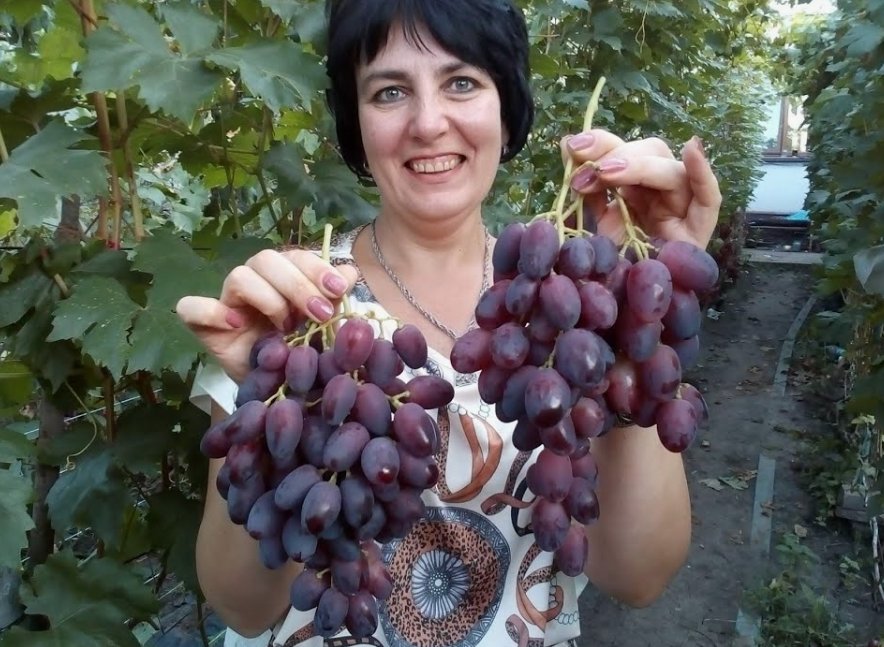 Виноград Симпатия – секреты успешного выращивания