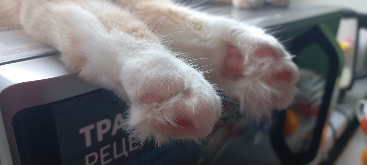 ох уж эти лапки