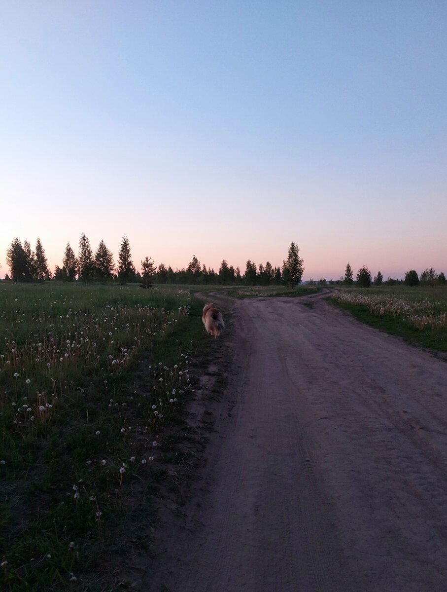 Теперь самые приятные прогулки - в сумерках. Правда, нас в полях радостно встречают комары)