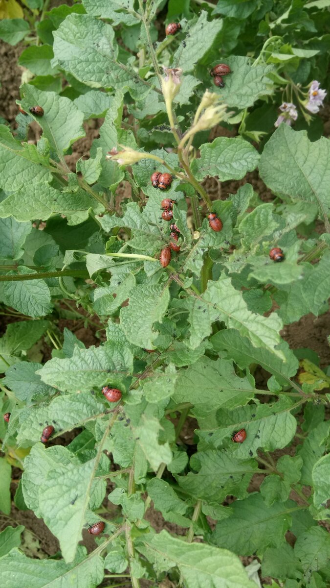 Энтомотоксикоз