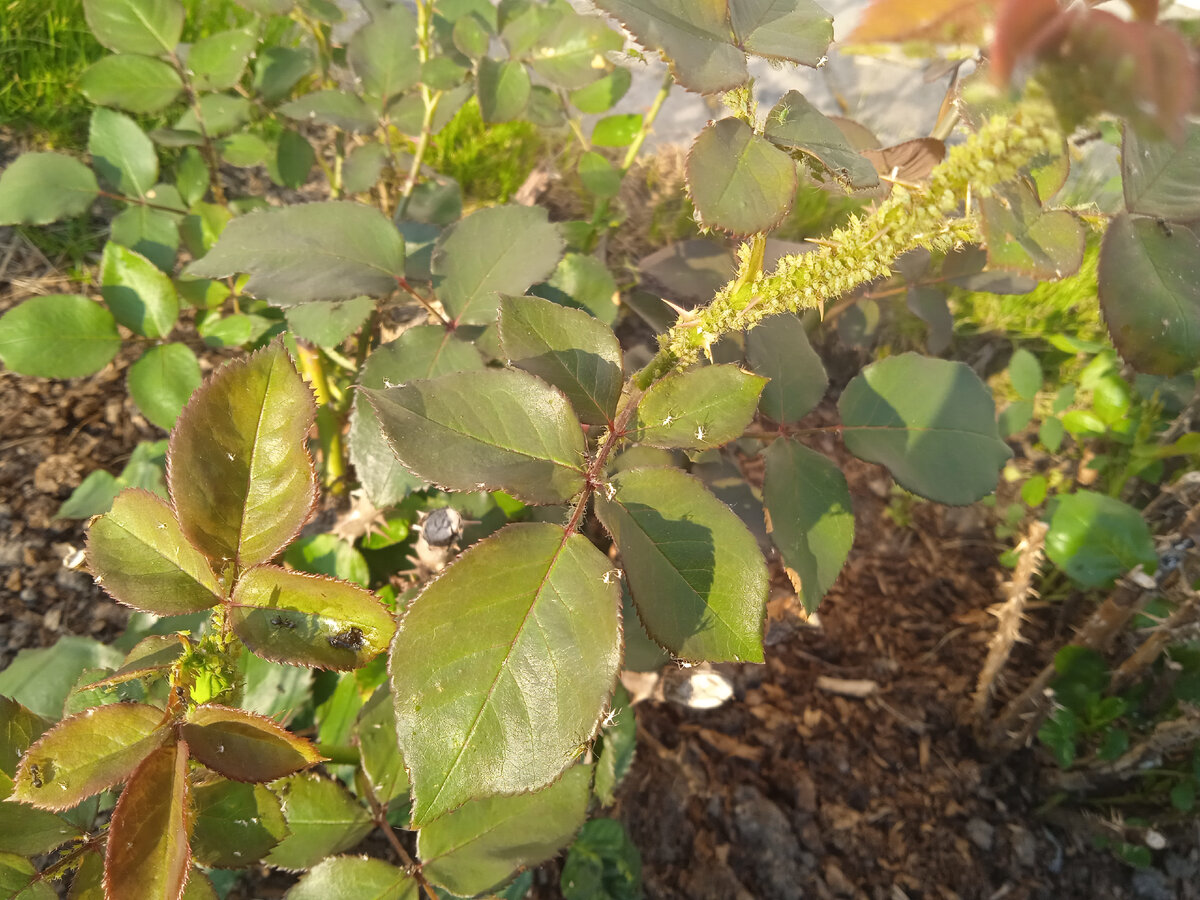 Тля на розах