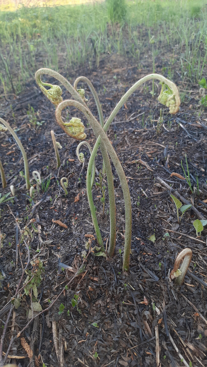 Слева - папоротник нераспустившийся, годный в пищу. Справа - уже начал распускаться. А внизу - только только появился.