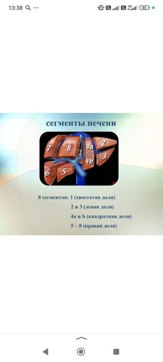 Для понимания, где оперировали, 5 сегмент полностью удалён. Печень, орган способный к регенерации! Восстанавливается сама за 6 месяцев( в нашем случае) 