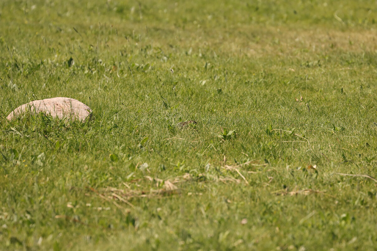 Видишь суслика? А я вижу!!!