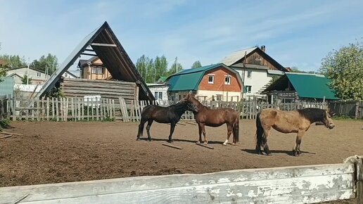 Прогулки по Перми. Экскурсия в конный клуб.