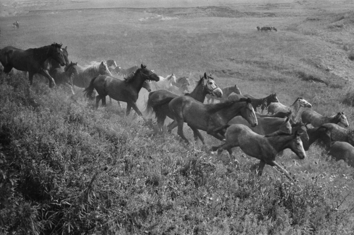    Порой банды конокрадов угоняли целые табуны