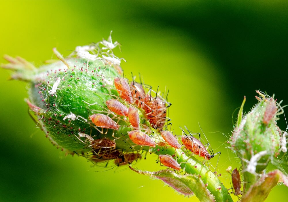 Оглавление