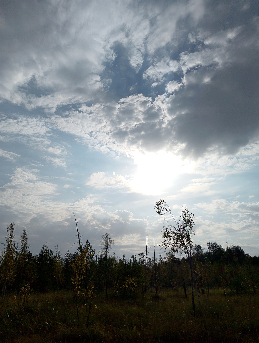 Личный архив. Болото