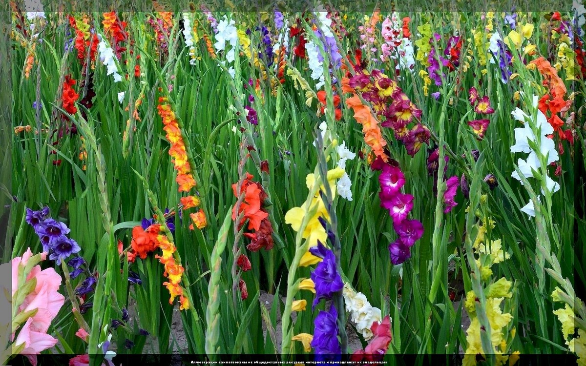 https://vk.com/photo-159774511_457267293. Гладиолусы 