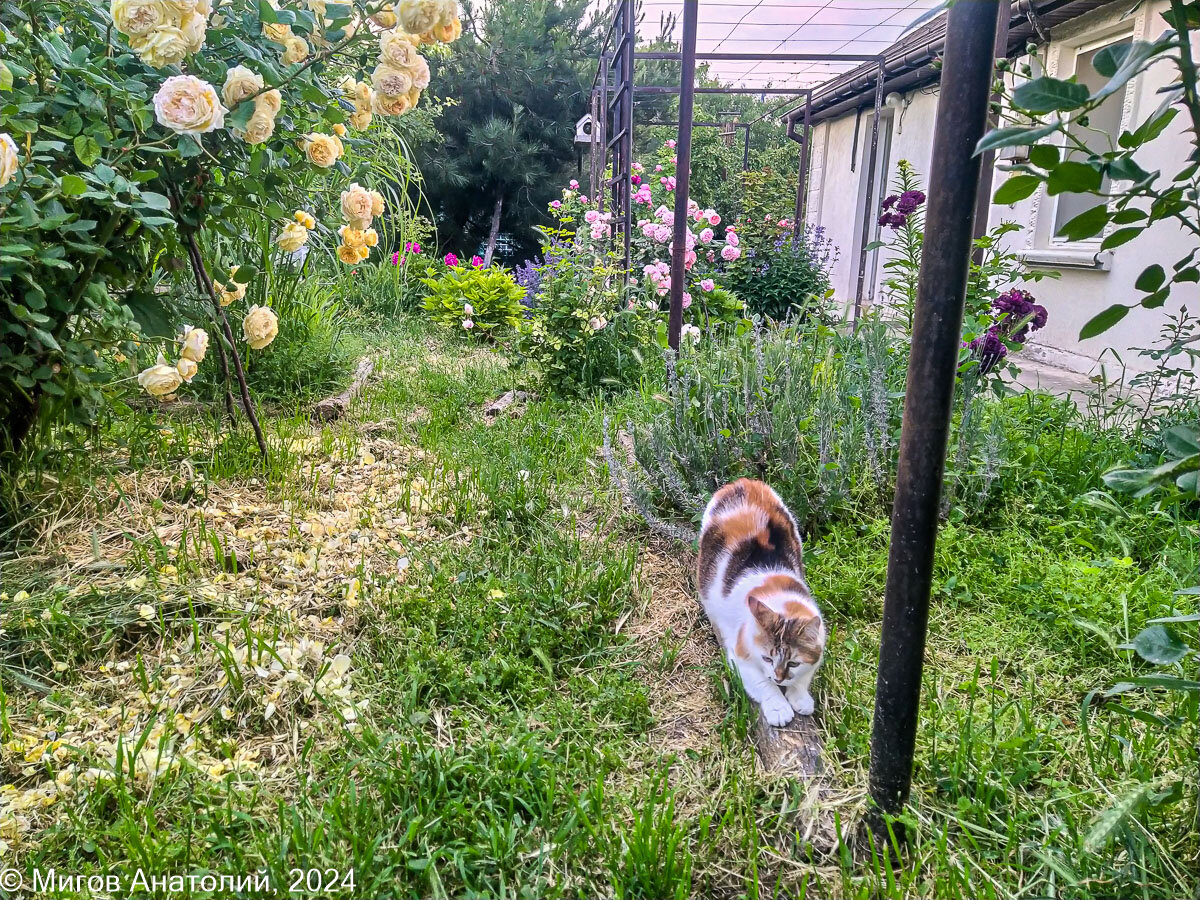 Толстенькая тигрица вышла подточить когти.